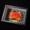 large-crab-body-approximately-7-5-9cm-black-background-photo-frame