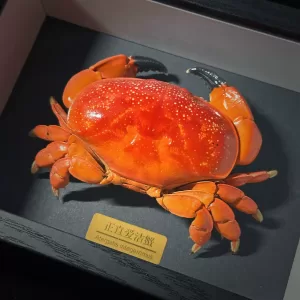 Integrity, love, clean crab, crab specimen, photo frame, finished product, real crab production, posture display, collection, high-quality birthday gift